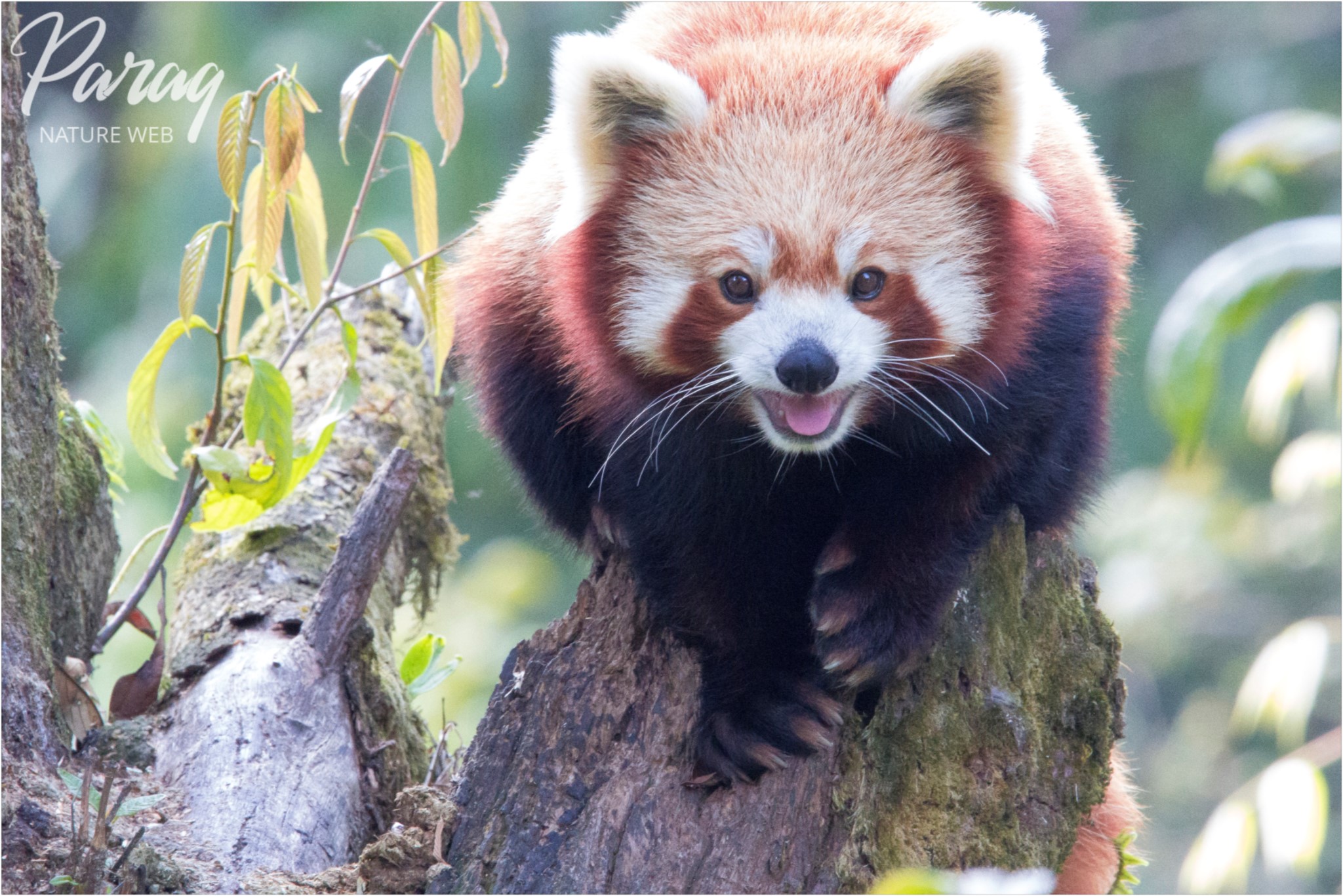 Red Panda